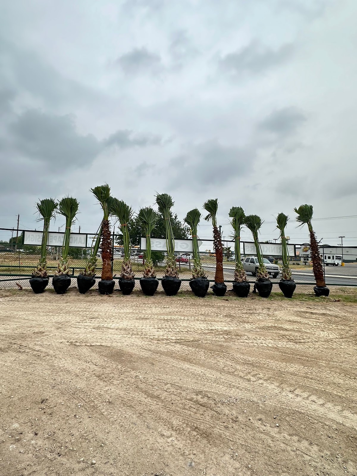 A row of large potted palm trees ready for planting